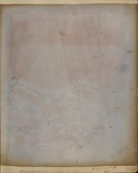 Disegno fotogenico di un frammento di pizzo